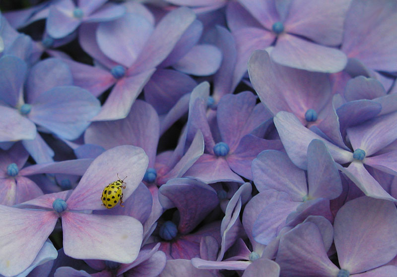 Il colore viola